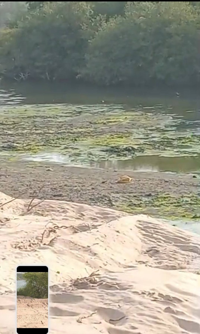 MBOUR : En images, le désastre écologique à la lagune de Mbaling MBOUR : En images, le désastre écologique à la lagune de Mbaling