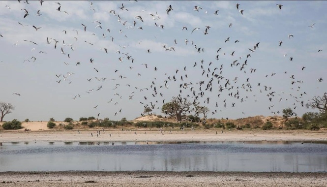 MBOUR : En images, le désastre écologique à la lagune de Mbaling MBOUR : En images, le désastre écologique à la lagune de Mbaling