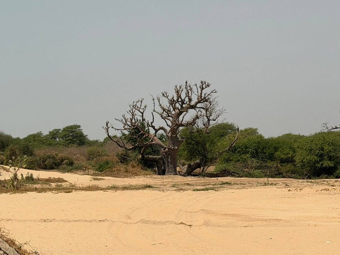 MBOUR : En images, le désastre écologique à la lagune de Mbaling MBOUR : En images, le désastre écologique à la lagune de Mbaling