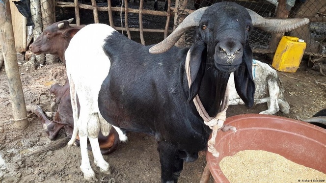 TABASKI : Plus de 390 000 moutons déjà disponibles