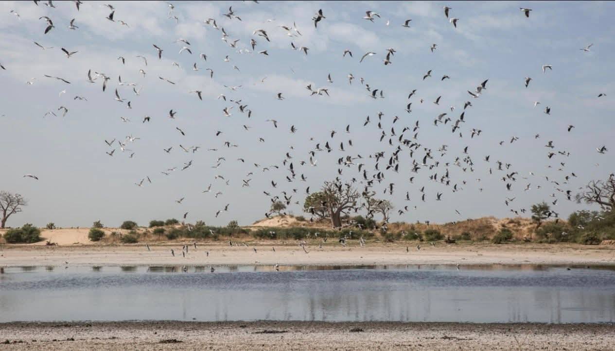 MBOUR : En images, le désastre écologique à la lagune de Mbaling