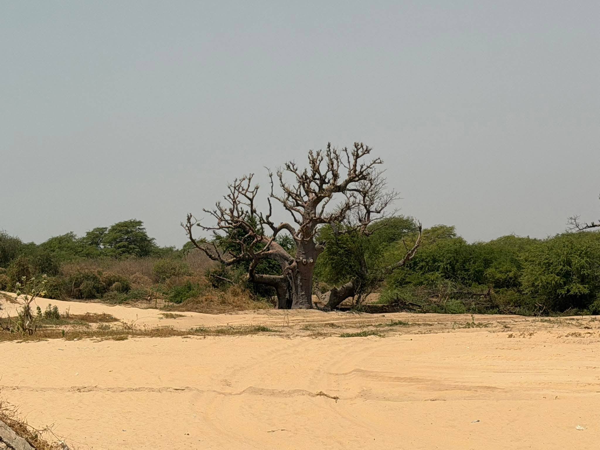 MBOUR : En images, le désastre écologique à la lagune de Mbaling