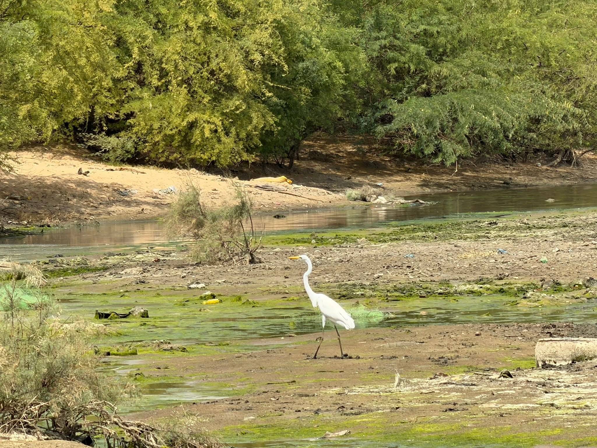 MBOUR : En images, le désastre écologique à la lagune de Mbaling